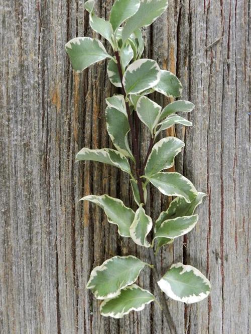 ITALIAN PITTOSPORUM  VARIGATED GREENS